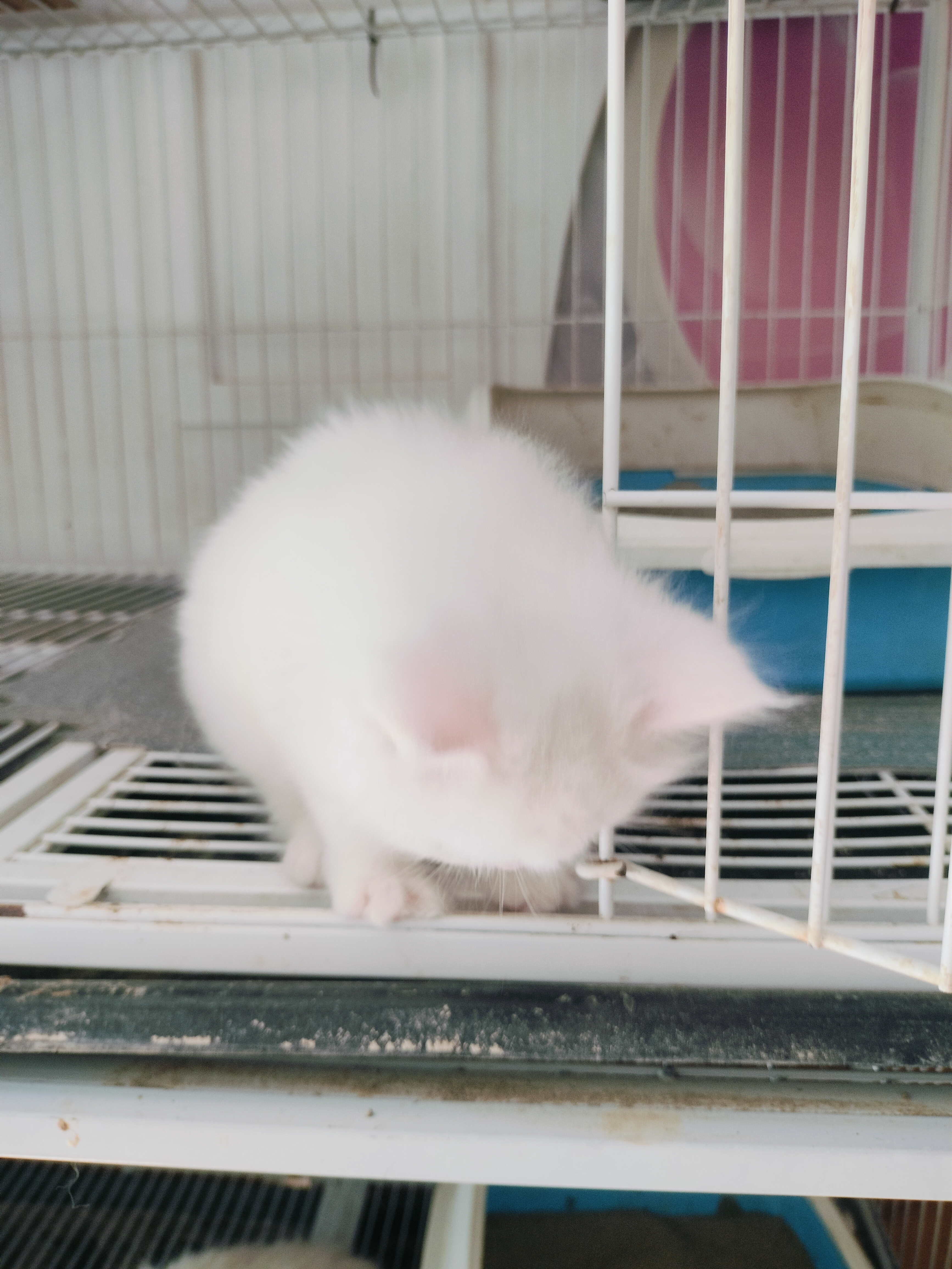 纯白西伯利亚森林猫，五粉没有一根杂毛。